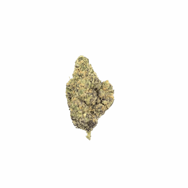 NORTHERN LIGHTS
